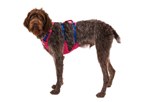 Ruffwear Flagline™ sele Alpenglow Pink