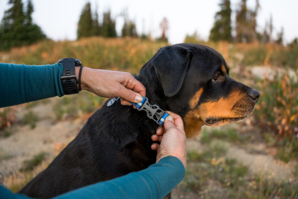 Ruffwear Web Reaction™ Halsbånd Blue Pool