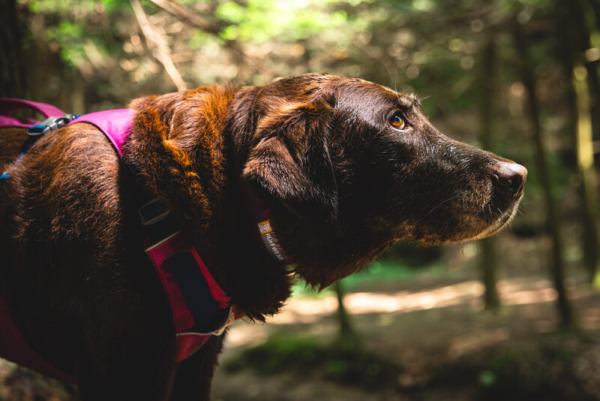 Ruffwear Flagline™ sele Alpenglow Pink