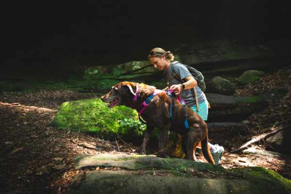 Ruffwear Flagline™ sele Alpenglow Pink