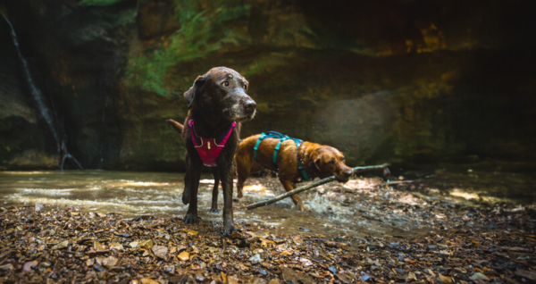 Ruffwear Flagline™ sele Alpenglow Pink