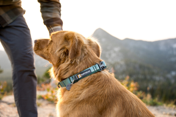 Ruffwear Web Reaction™ Halsbånd River Rock Green