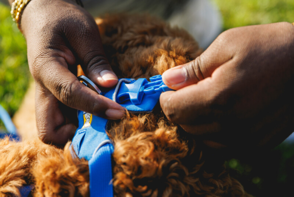 Ruffwear Front Range® sele Blue Pool