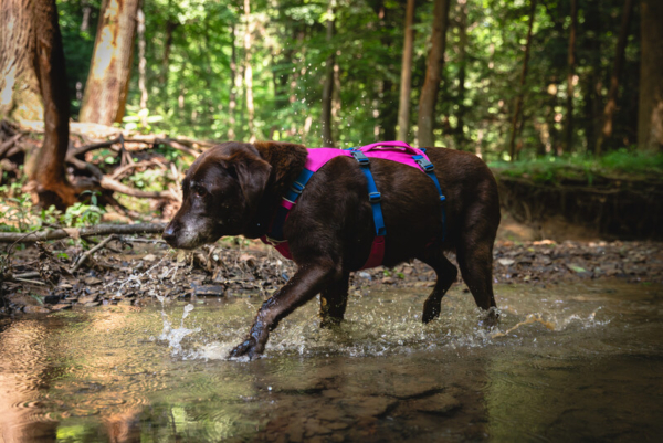 Ruffwear Flagline™ sele Alpenglow Pink