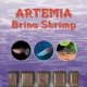 Ocean Nutrition™ Artemia Brine Shrimp 100 g.