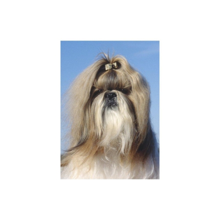 Emblem Shih Tzu 5x7 cm.