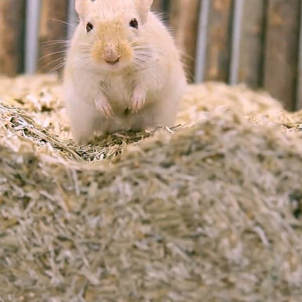Bunny Nature Bedding Active 1,6 kg. - Billede 3