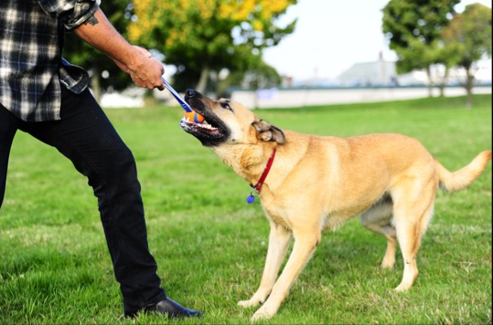 Chuckit! ultra tug
