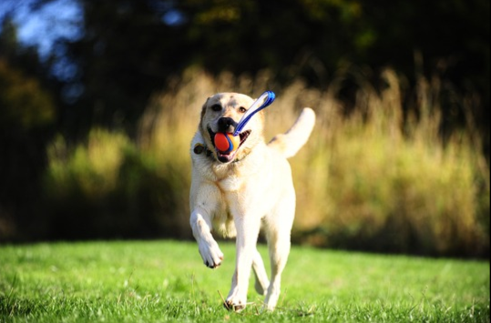 Chuckit! ultra tug