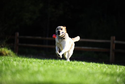 Chuckit! ultra tug