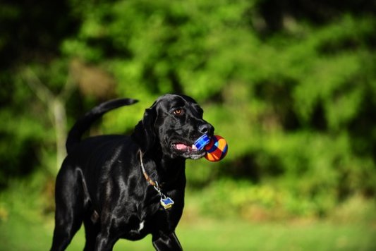 Chuckit! ultra tug