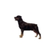 Worldstickers Rottweiler helkrop 14x16 cm