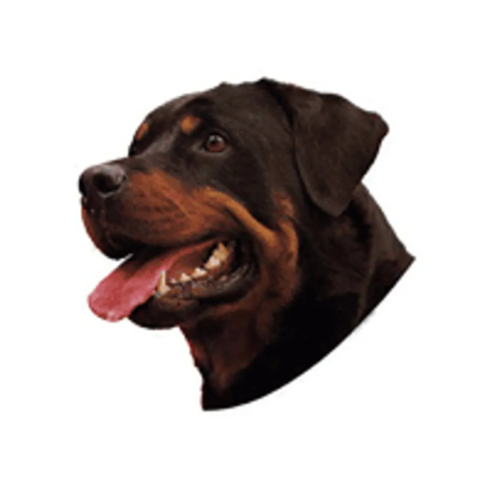Worldstickers Rottweiler åben mund