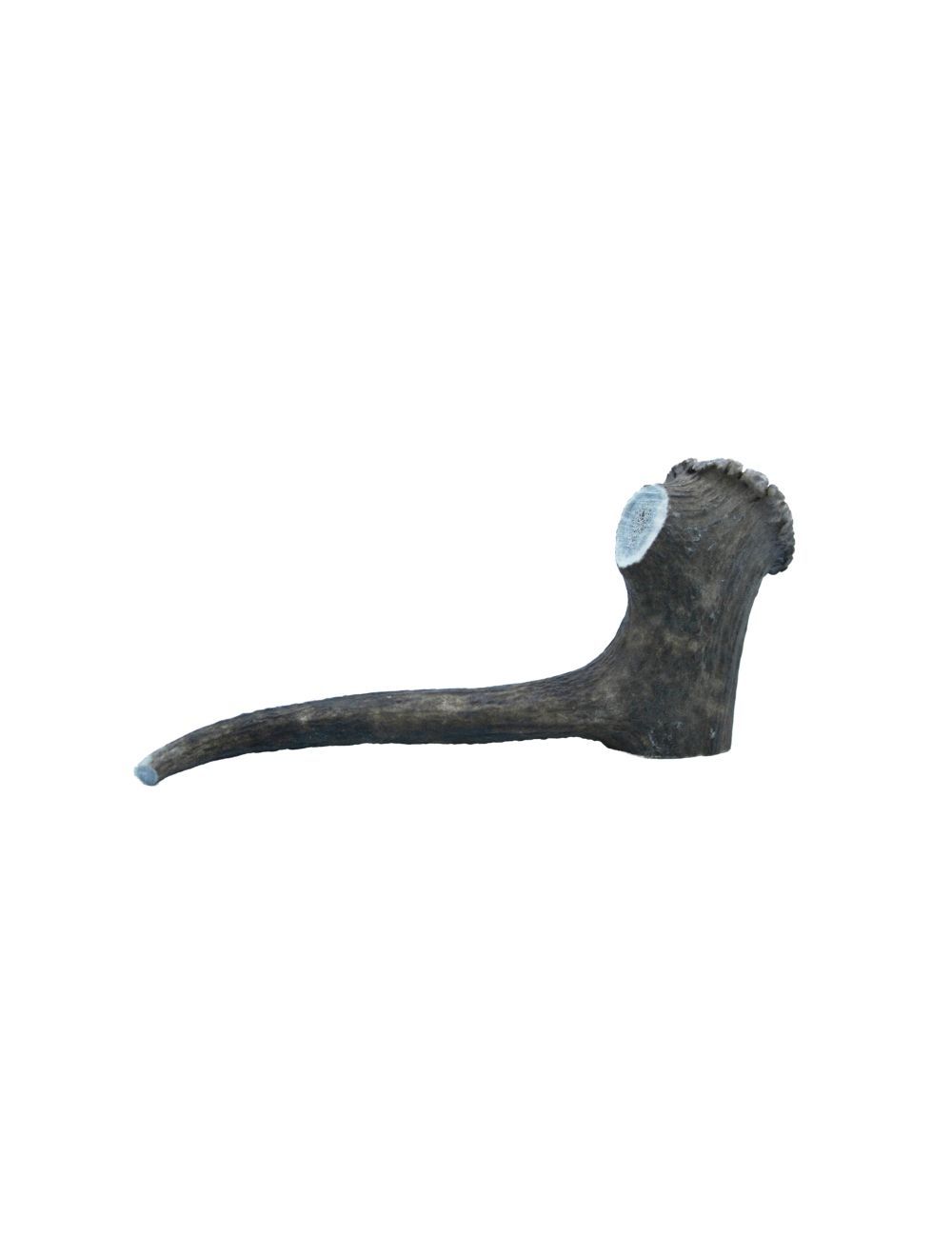 Deer Antler XXLarge 220-300 g.