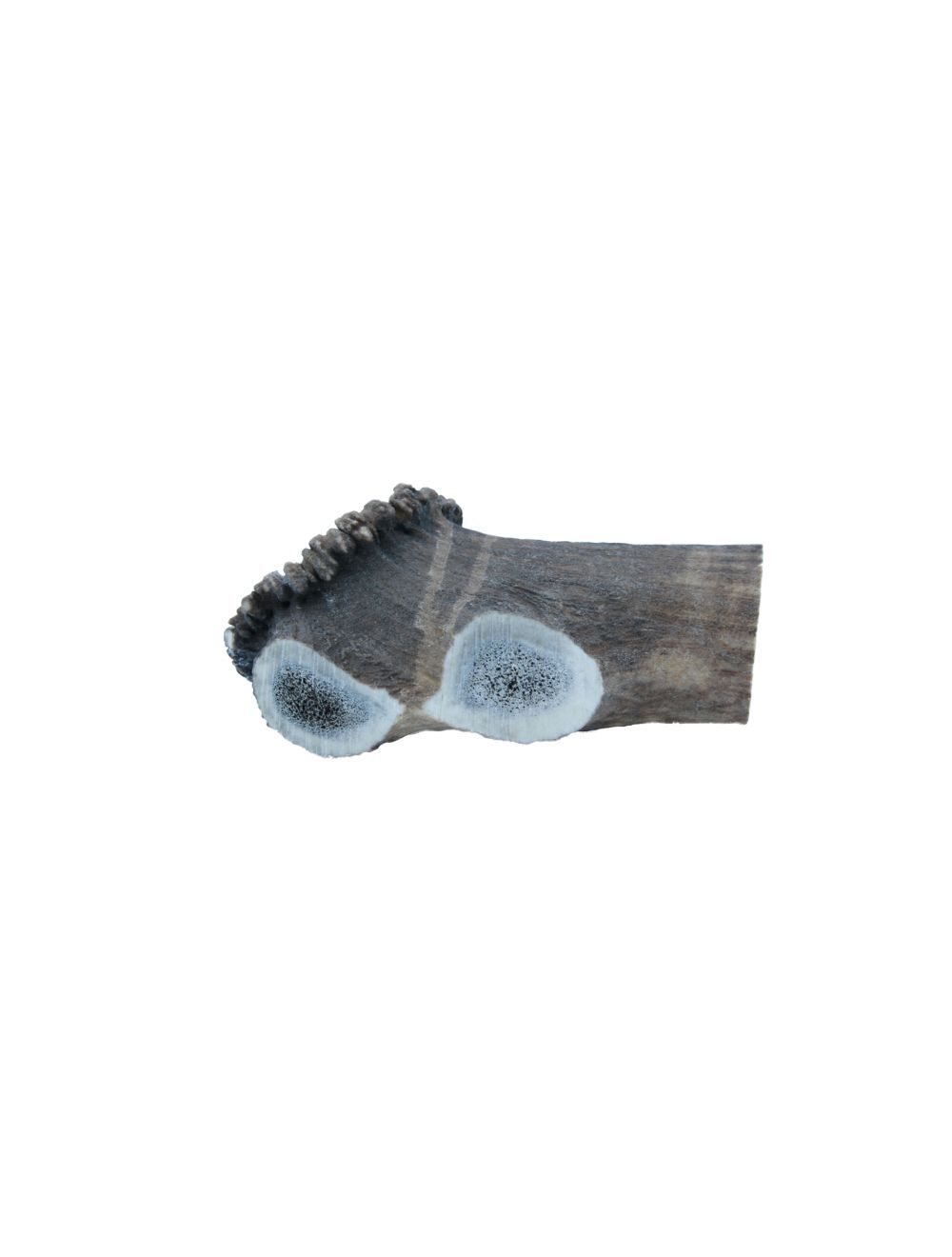 Deer Antler XXLarge 220-300 g.
