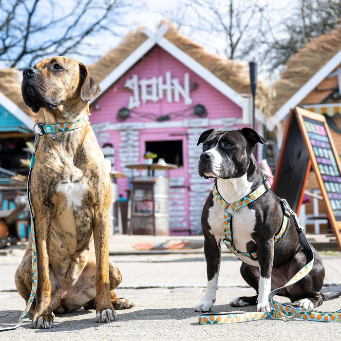 Max & Molly Pineapple H - sele - Billede 5