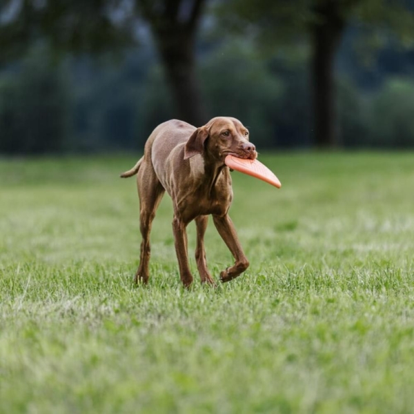 Non-Stop Frisbee, Orange/sort