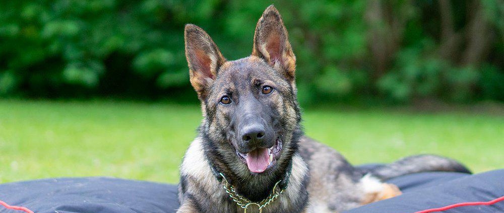 pude Pude og madrasser