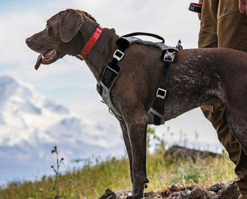 hundeudstyr og tilbehør