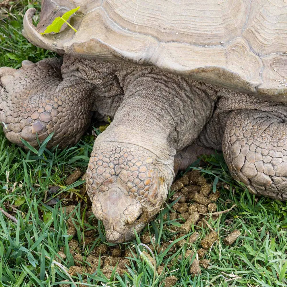 Zoo Med Natural Grassland Tortoise Food 425 g.