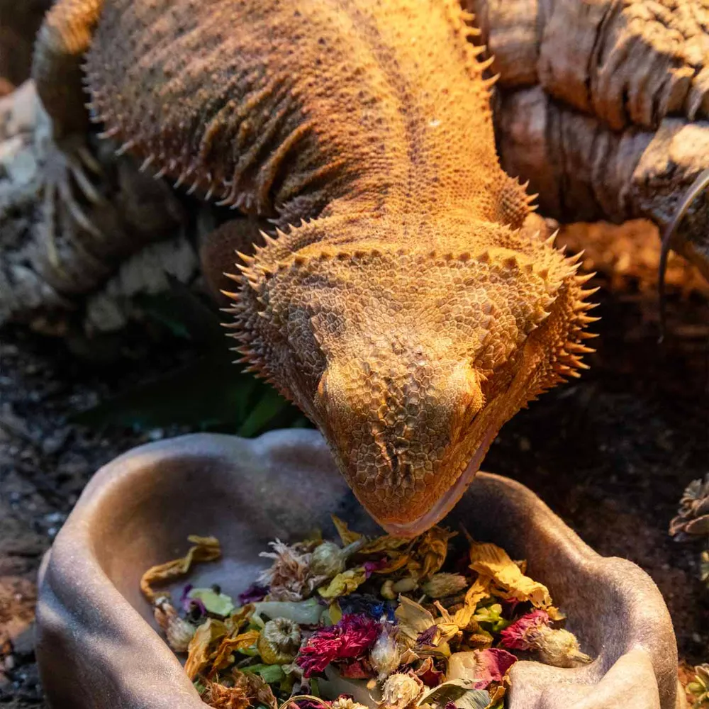 Zoo Med Lizard Flower Blend 40 g.