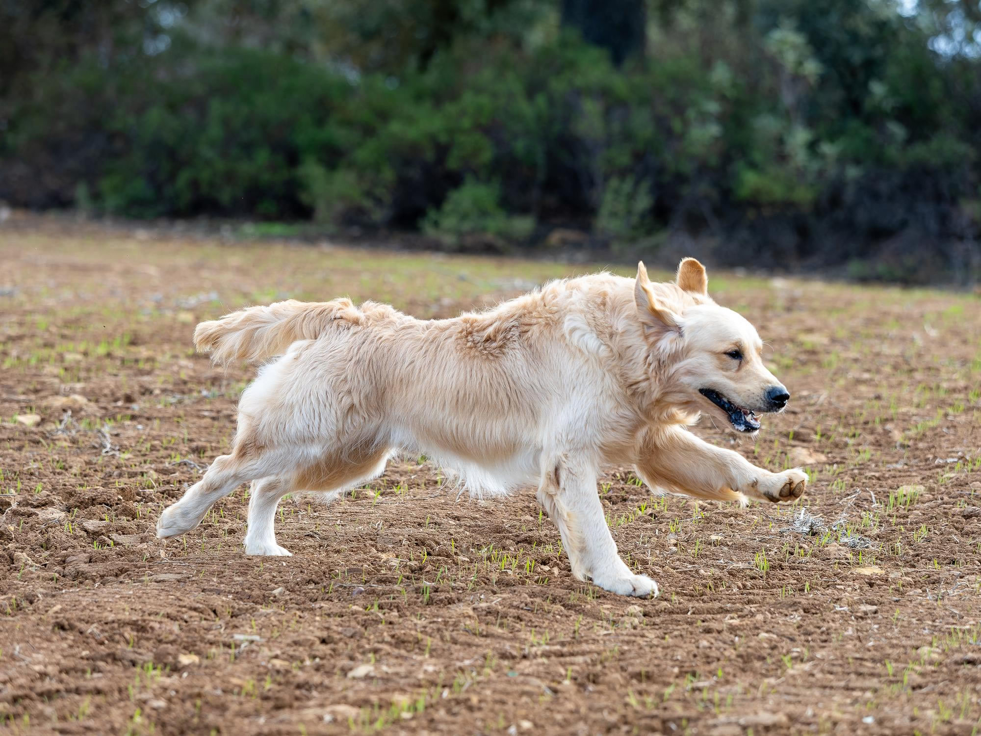 Hundefoder til Golden Retriever