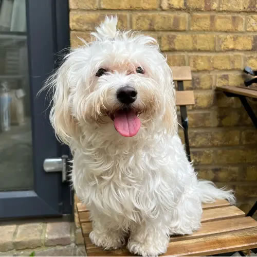 bedste hundefoder til Malteser hund