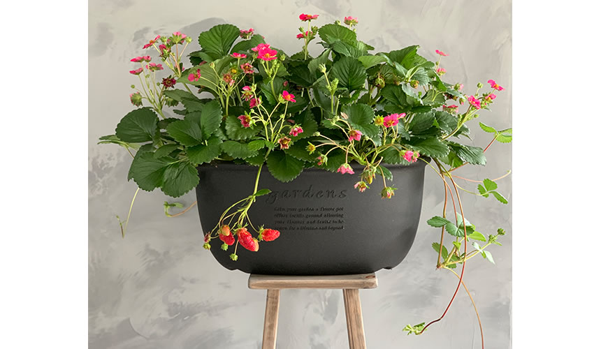 Hachiman Eco Pot 400 Oval 10L