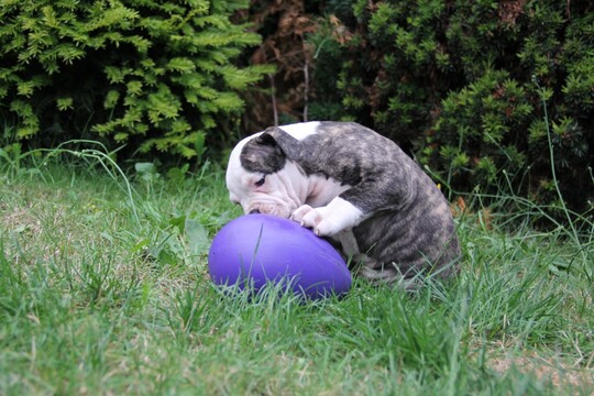 Jolly Egg Gul 20 cm.
