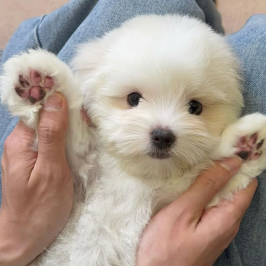 Hundefoder til coton de tulear