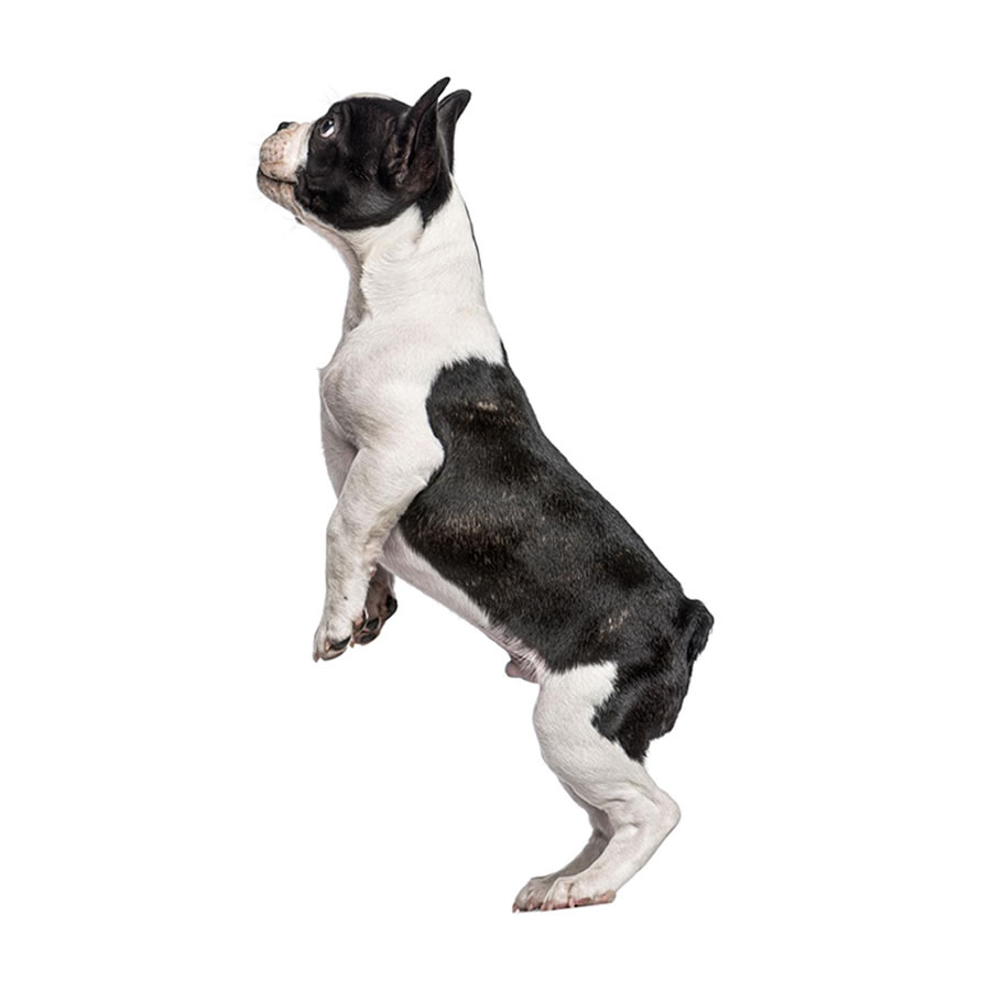 Foder til bulldog