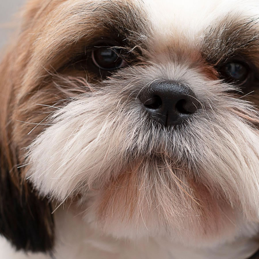 hundefoder shih tzu