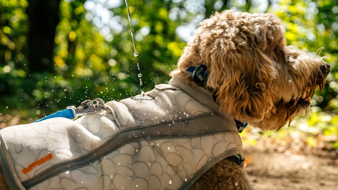 Ruffwear Swamp Cooler kølevest, blå.