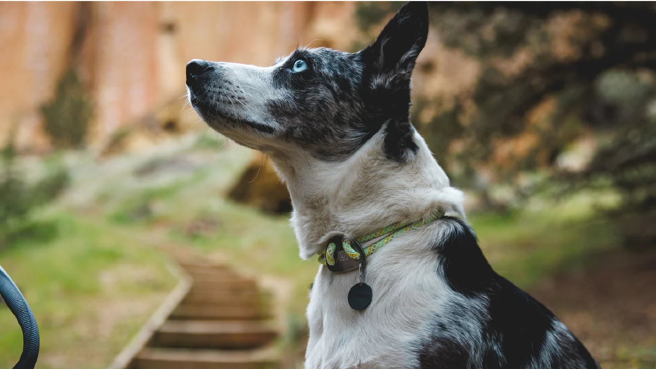 Ruffwear Knot-a-Collar halsbånd Blue Pool.
