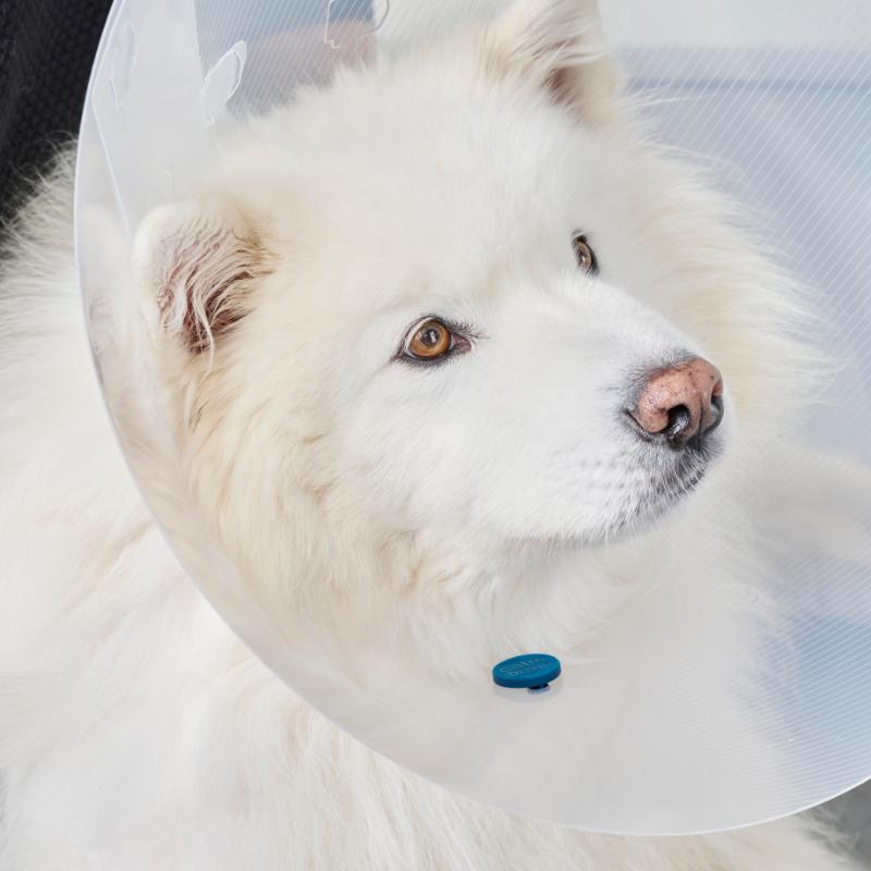CalmDown Post-Op Knap, hund - Billede 4
