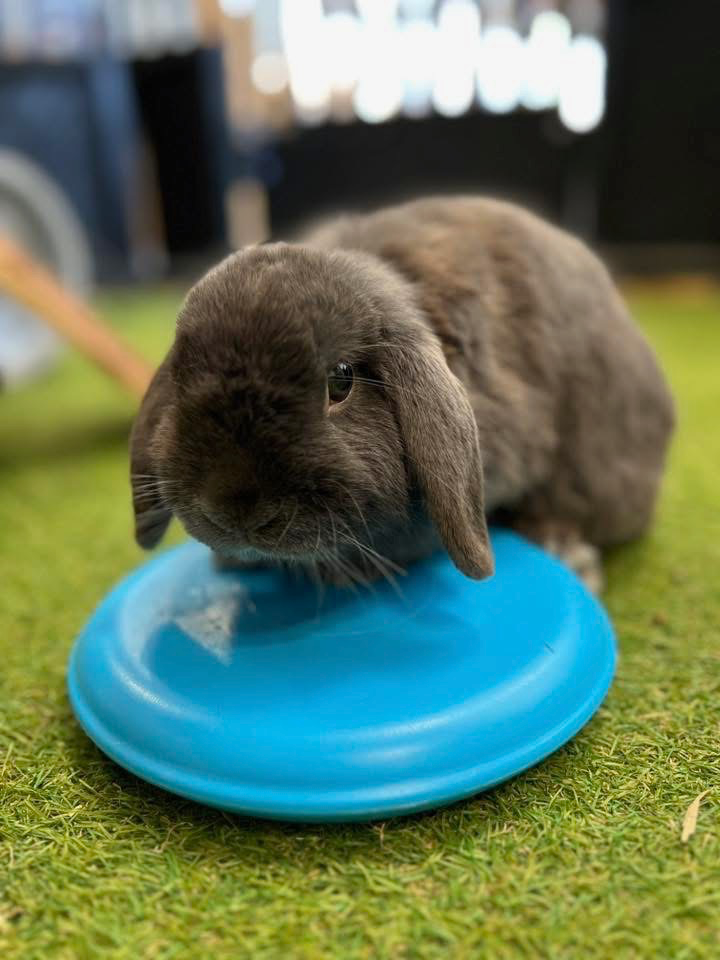 CoolPets Cooling Ice Disc-2
