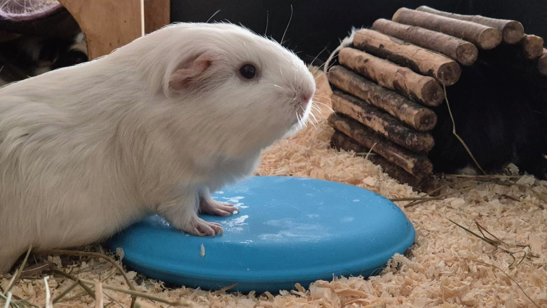 CoolPets Cooling Ice Disc