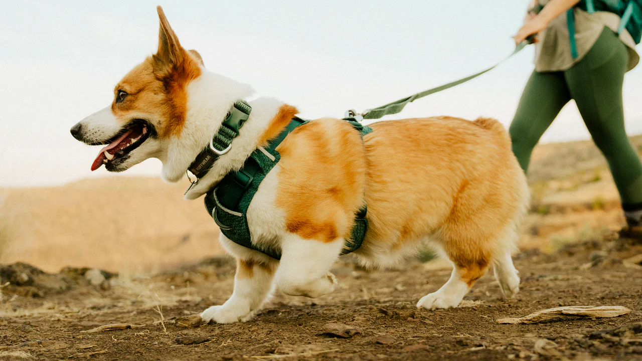 Ruffwear Front Range Flex halsbånd Bassalt Gray.