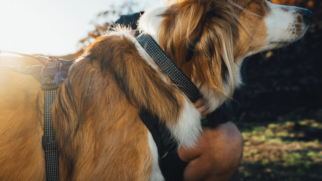 Ruffwear Ridgeline halsbånd Obsidian Black.