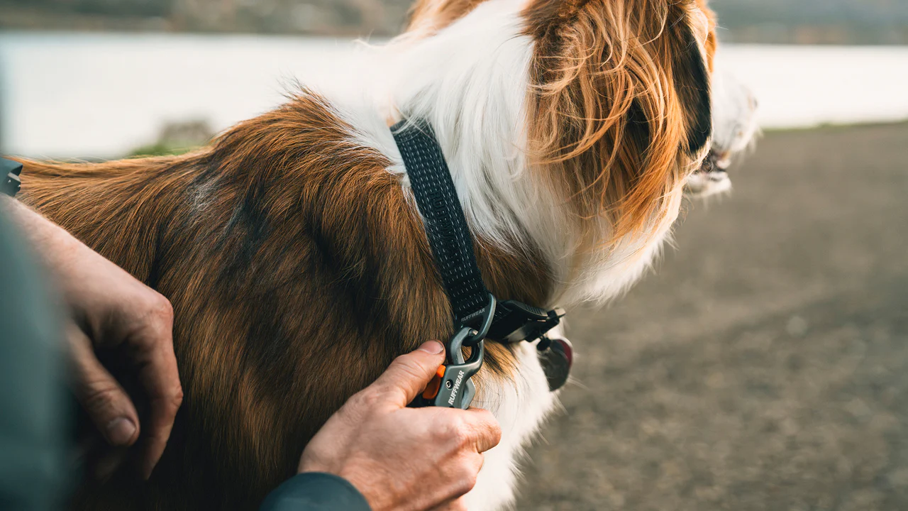 Ruffwear Ridgeline halsbånd Obsidian Black. - Billede 8