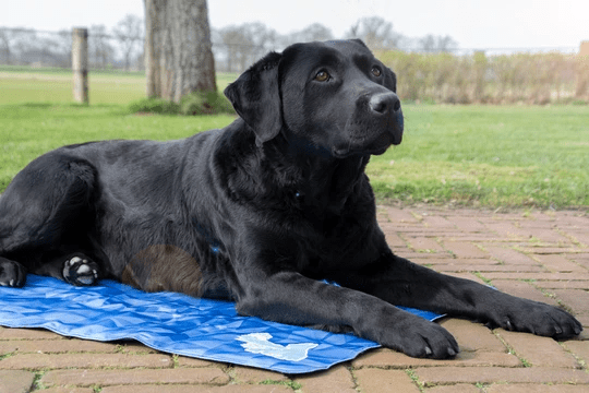 CoolPets Premium Cooling Mat S 40x30 cm.