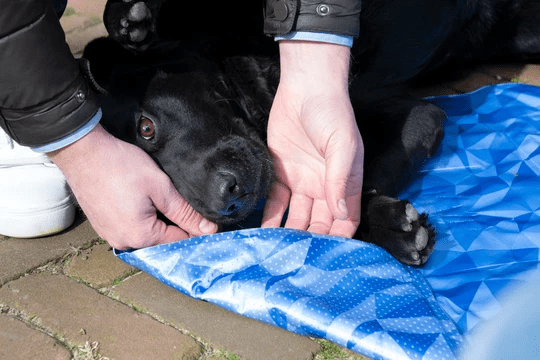 CoolPets Premium Cooling Mat S 40x30 cm.