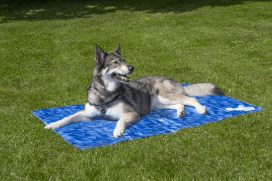 CoolPets Premium Cooling Mat S 40x30 cm.
