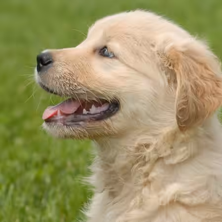 kosttilskud til hund og hvalp