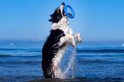 Kiwi Walker Let's play Ring - Maxi - blå - Billede 2