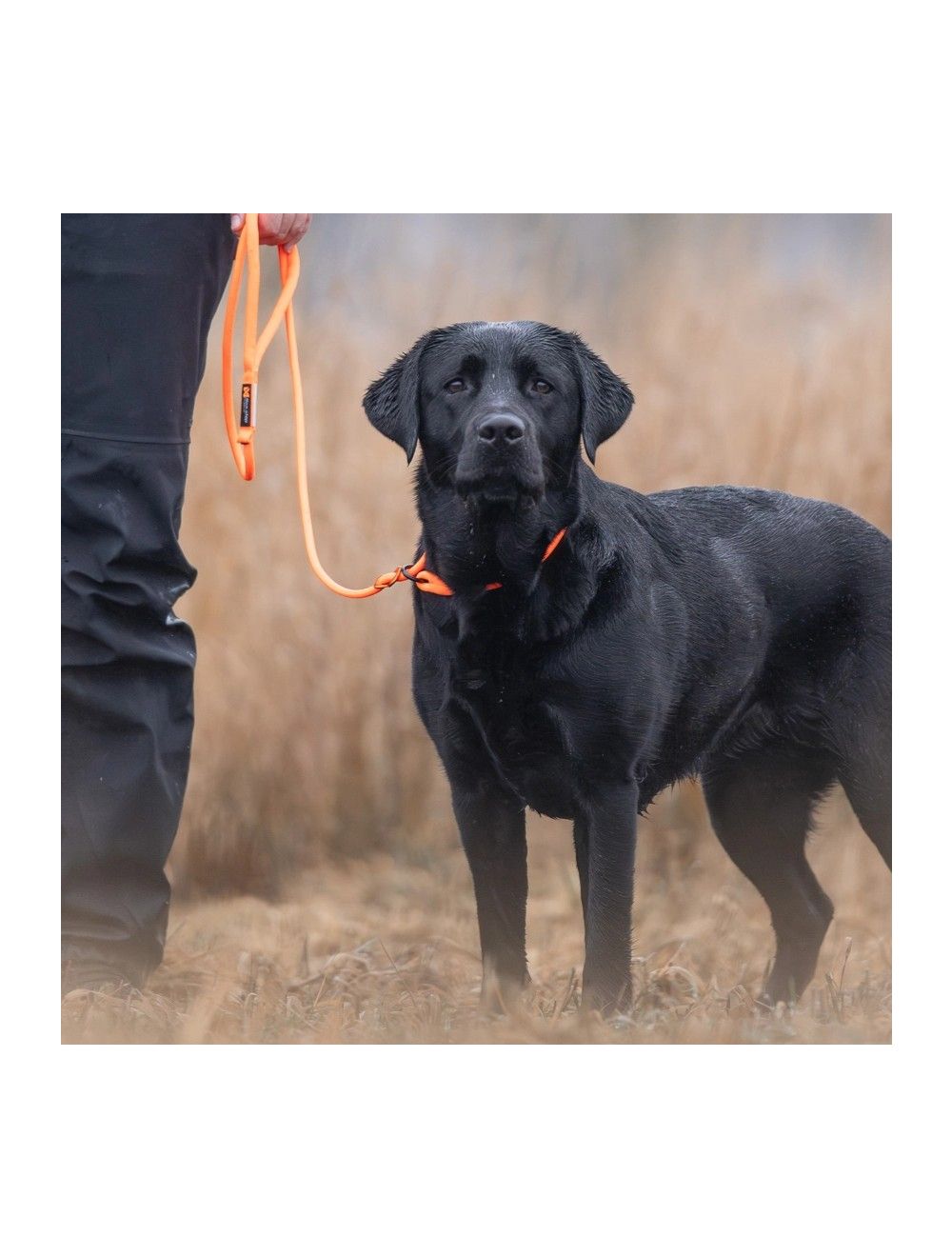 Non-Stop Retriever line orange 1,6 m.