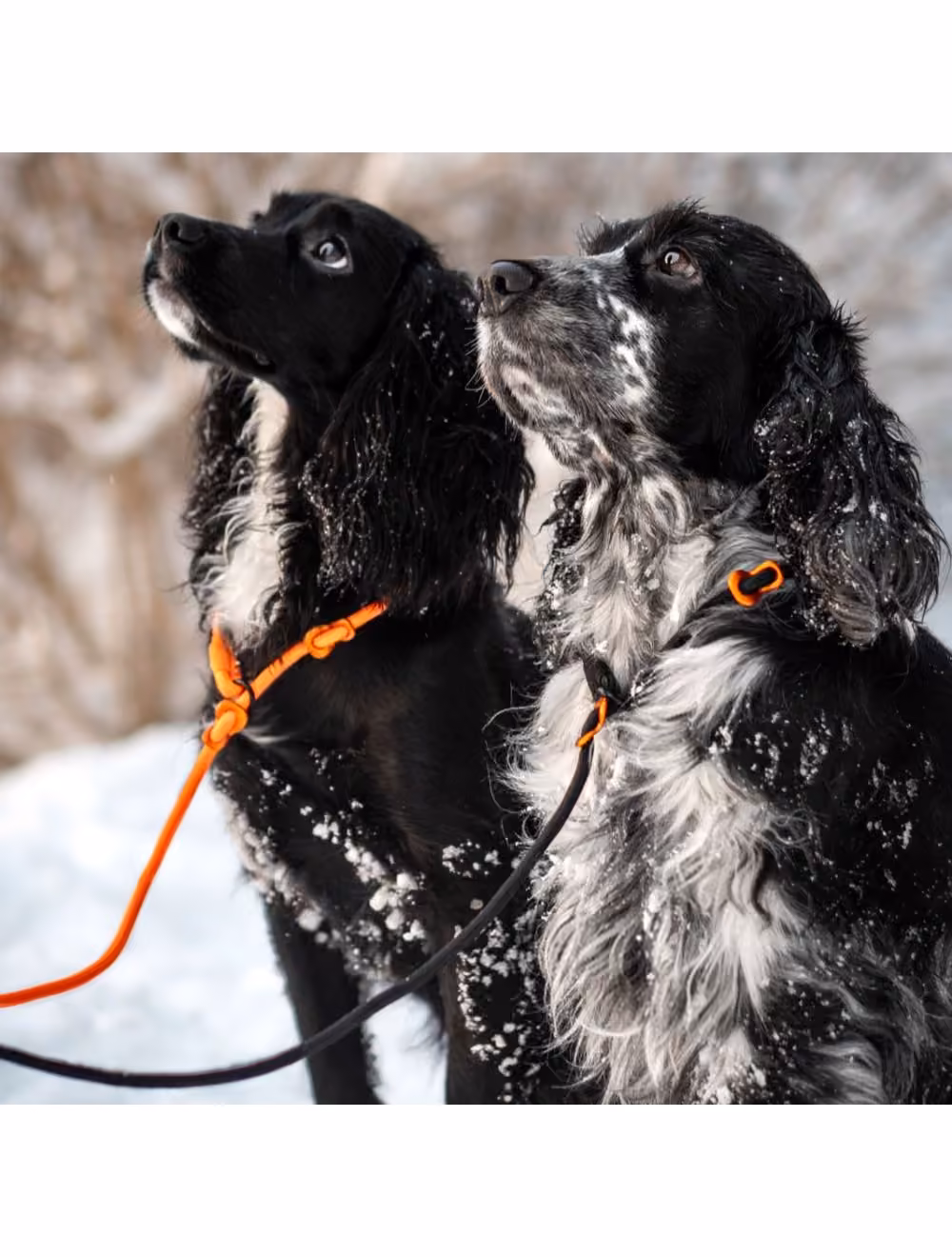 Non-Stop Retriever line, sort.